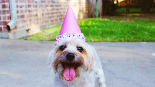 Olvídate del mito de los 7 años: la ciencia tiene una nueva fórmula para comparar la edad de tu perro con la humana